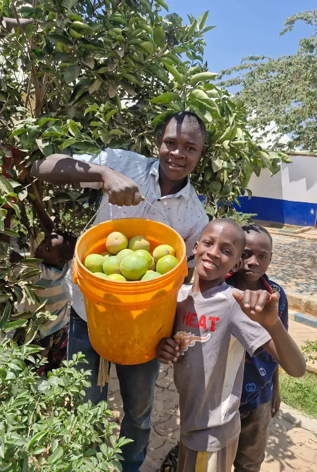Children harvesting fresh fruit in a bucket